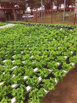 Bancadas de cultivo de alface com plantas em crescimento