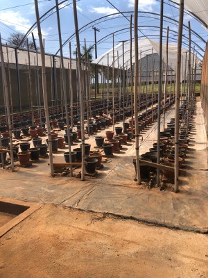 Estufa de pimentas do GEHORT - Grupo de Estudos em Horticultura. A parte superior da estufa tem formato em arco com telas. No chão os vasos são colocados um ao lado do outro de forma linear, ainda sem plantas aparentes.
