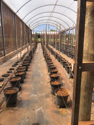  Estufa de pimentas do GEHORT - Grupo de Estudos em Horticultura. A parte superior da estufa tem formato em arco com telas. No chão os vasos são colocados um ao lado do outro de forma linear, ainda sem plantas aparentes.